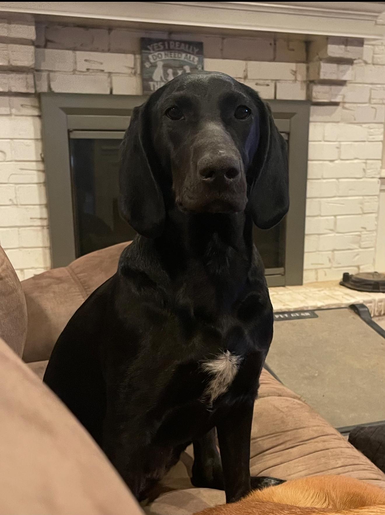 Opal, a Adoptable mixed breed in Fredericksburg, VA image 6/6