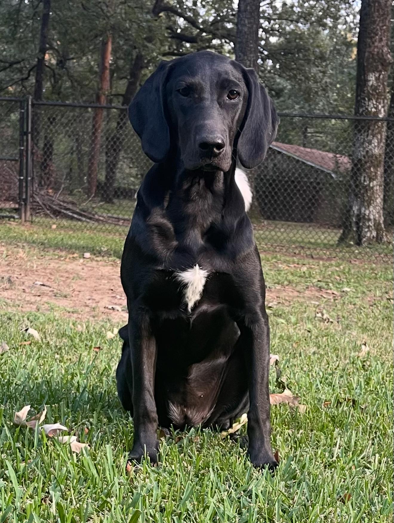 Opal, a Adoptable mixed breed in Fredericksburg, VA image 1/6