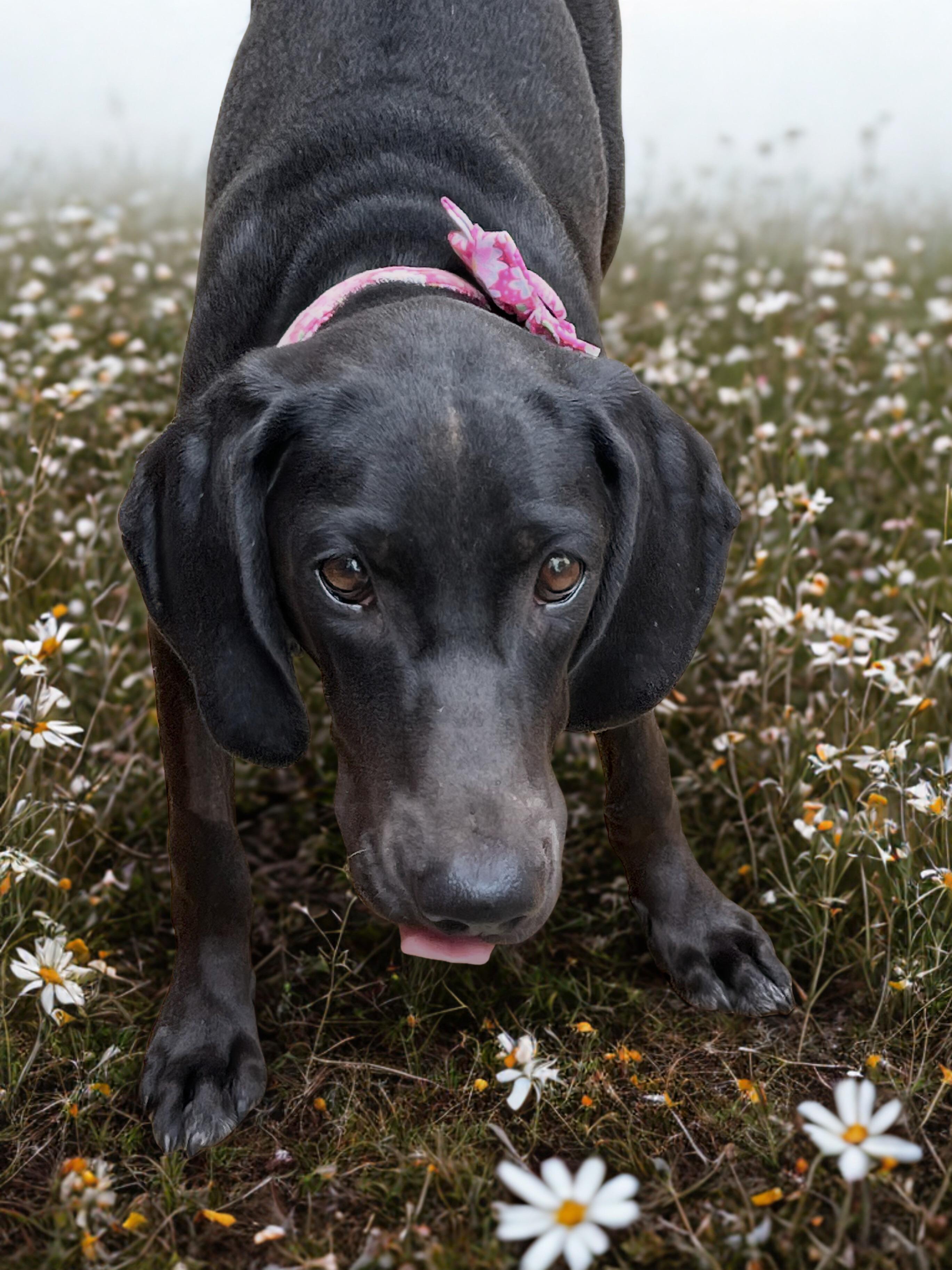 Opal, a Adoptable mixed breed in Fredericksburg, VA image 4/6