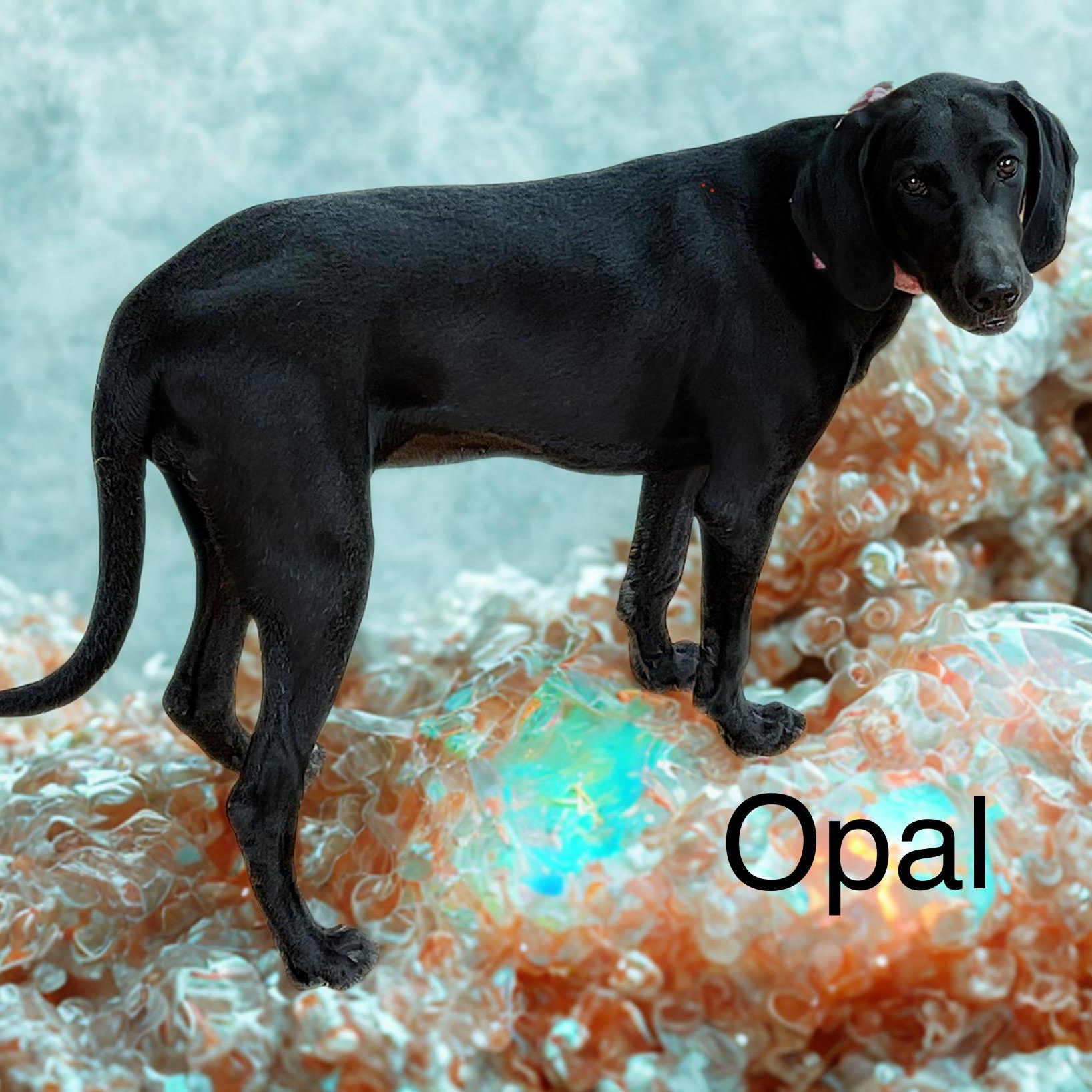 Opal, a Adoptable mixed breed in Fredericksburg, VA image 5/6