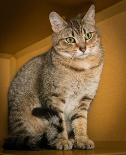 MRS CLAWS, Adoptable, Young Female Domestic Short Hair.