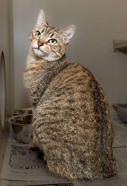 MRS CLAWS, Adoptable, Young Female Domestic Short Hair.
