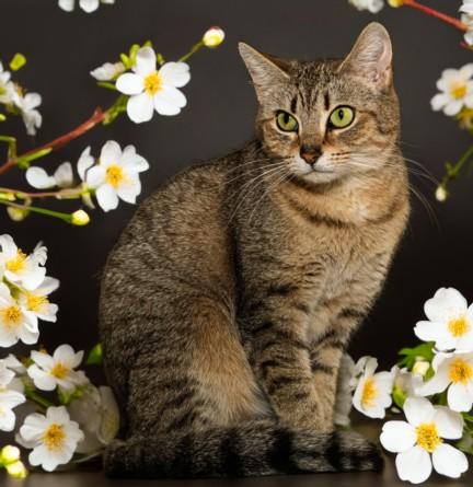 Enlarge MRS CLAWS, a Adoptable Domestic Short Hair in Cookeville, TN image 1/1