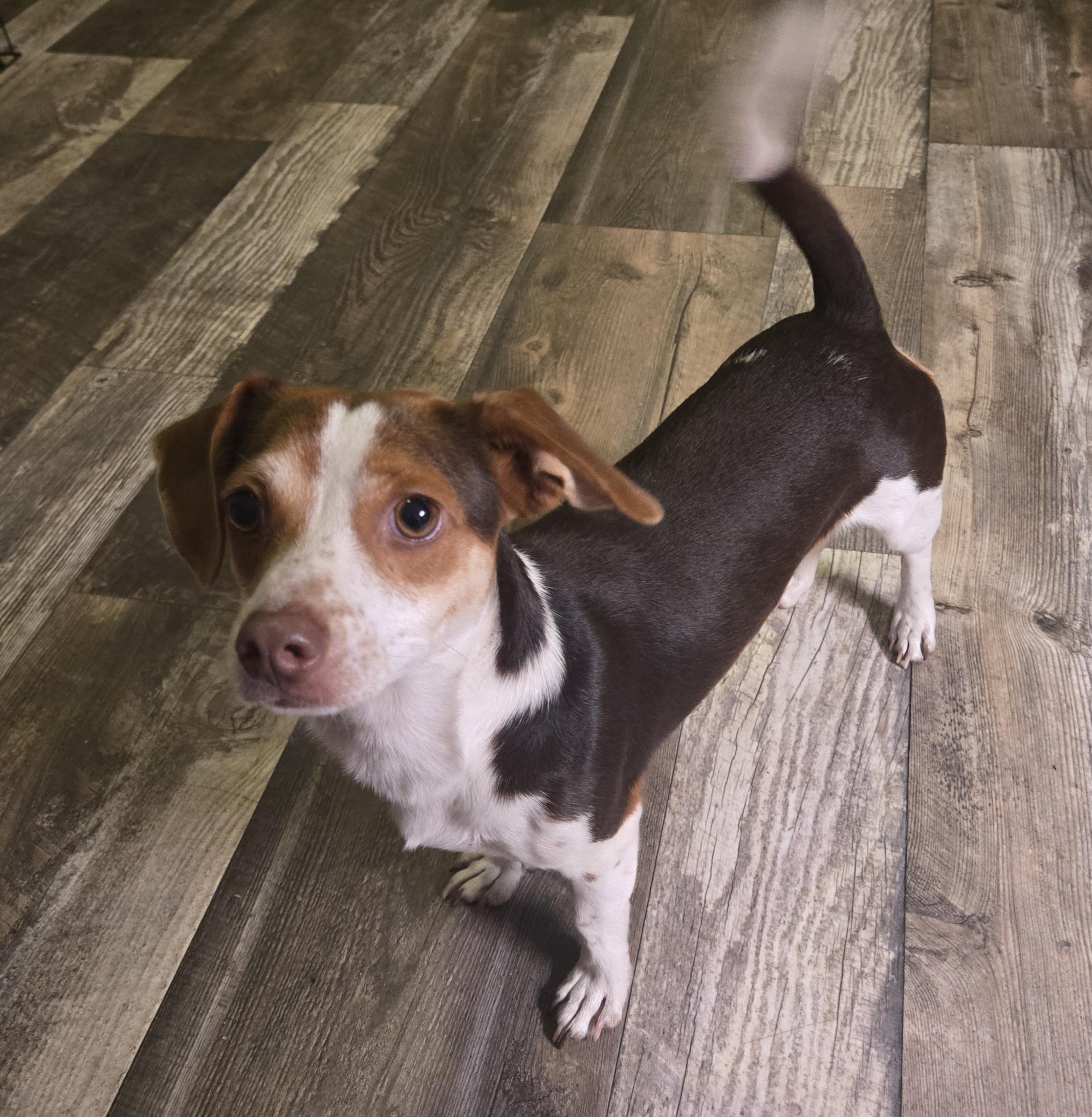 Enlarge Felix, a ADOPTABLE mixed breed in Austin, TX image 3/3