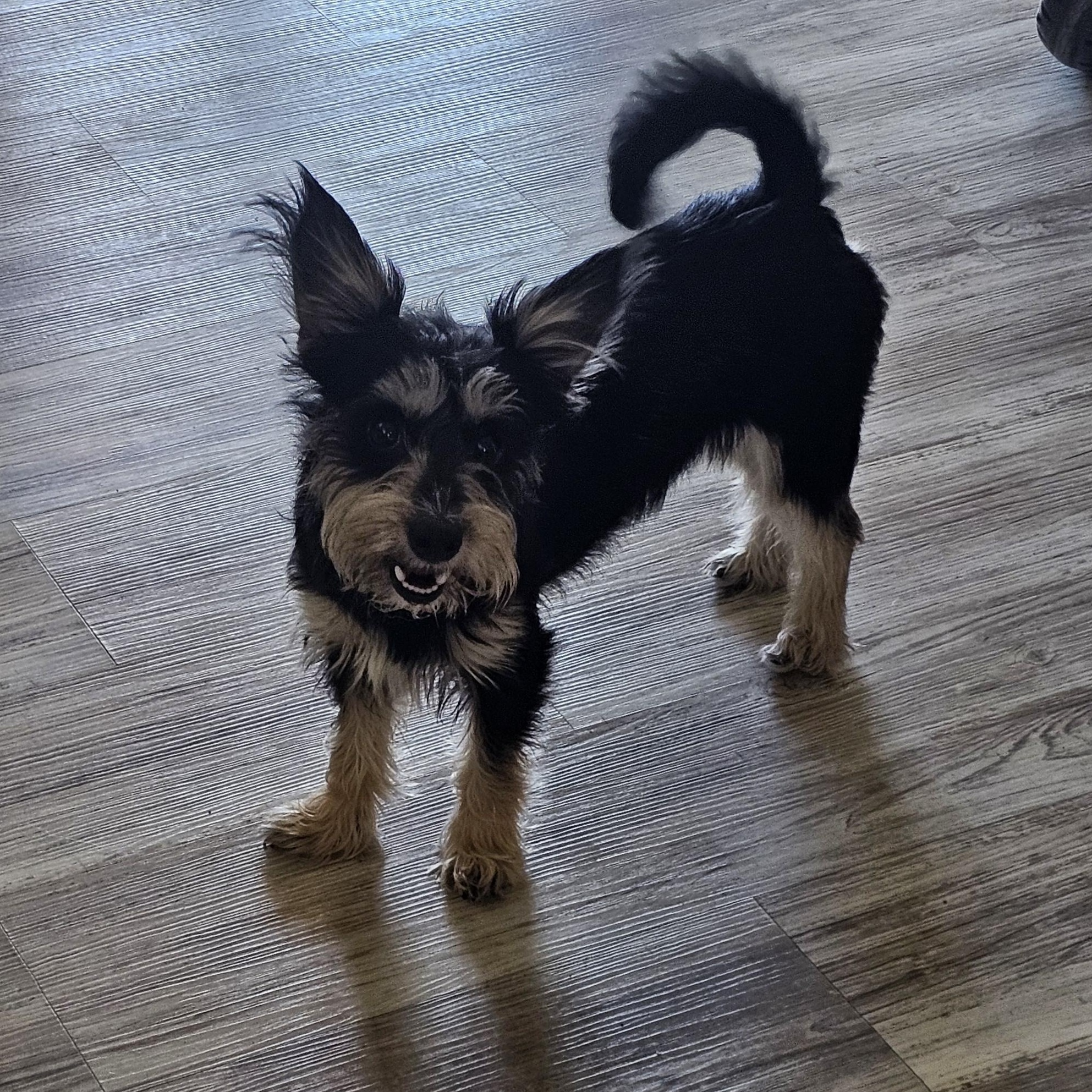 Molly, Adopted, Young Female Yorkshire Terrier & Cairn Terrier.