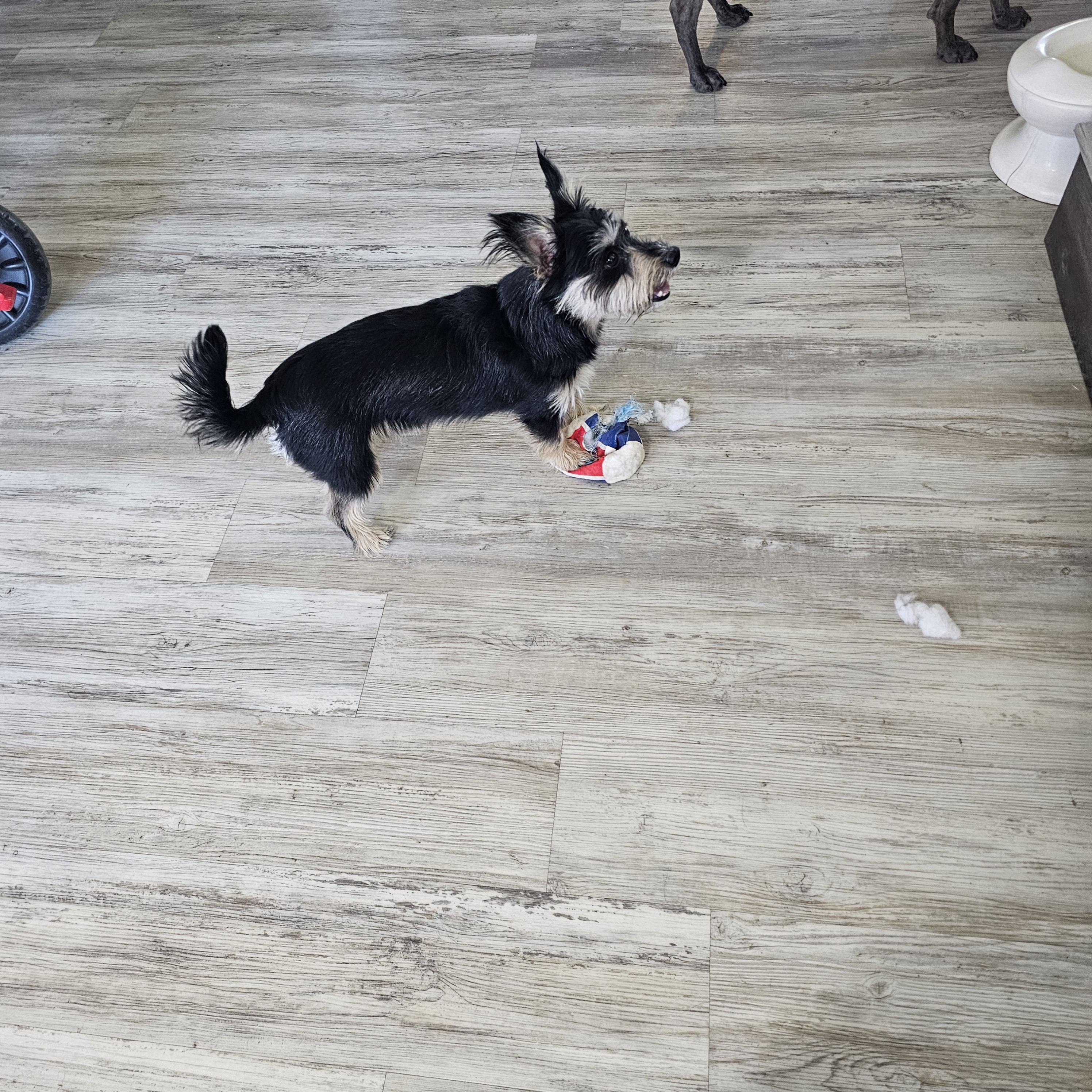 Enlarge Molly, a Adopted mixed breed in Buckeye, AZ image 2/3