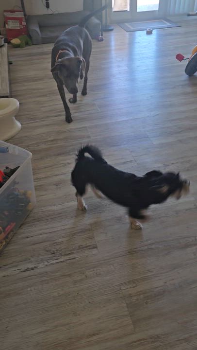 Enlarge Molly, a Adopted mixed breed in Buckeye, AZ video 3/3