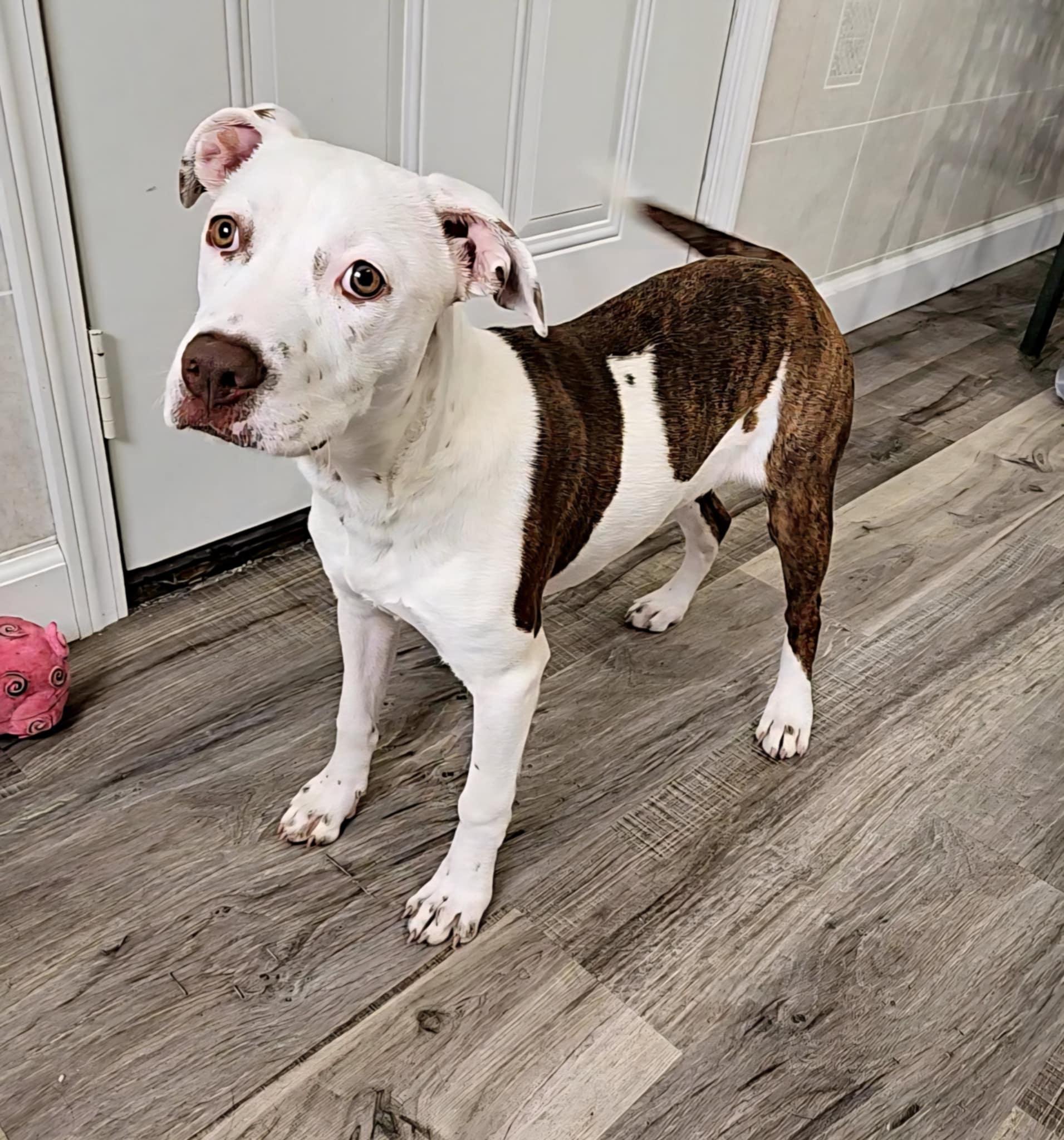 Lola, Baby Female Boxer