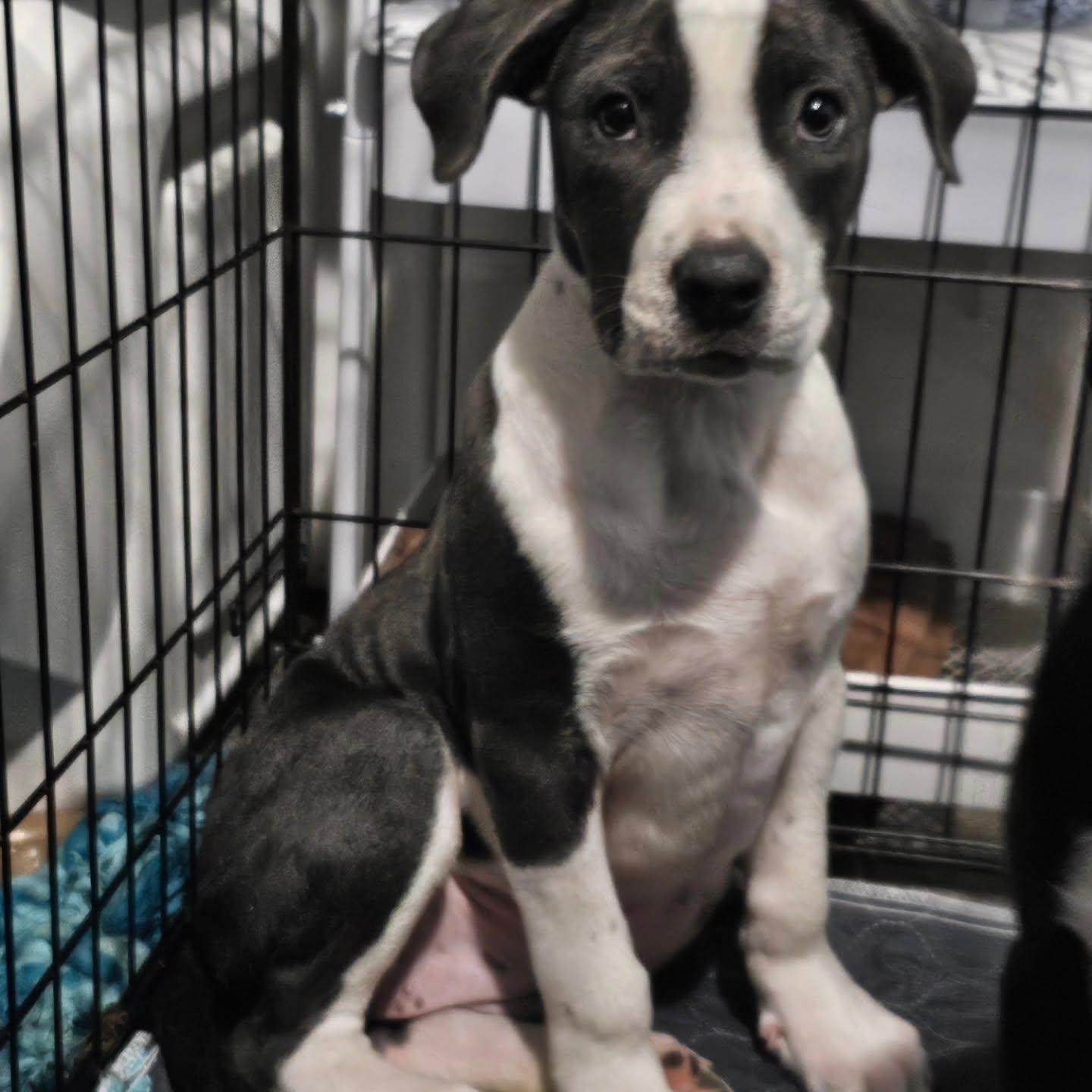 Dove, ADOPTABLE, Puppy Female Pit Bull Terrier.