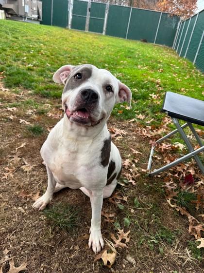 Enlarge Anabelle, a Adoptable mixed breed in Vienna, OH image 1/1