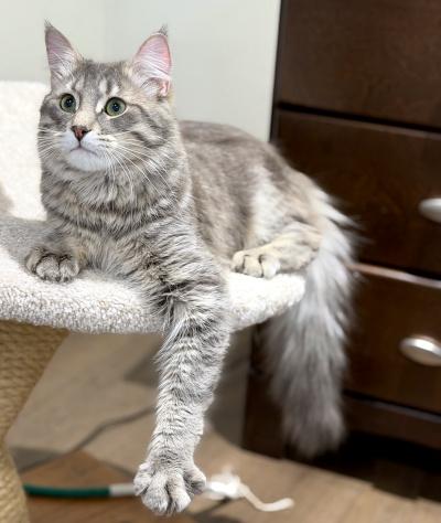 Shadow, an adopted Domestic Medium Hair in Mississauga, ON image 4/5