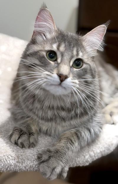 Shadow, an adopted Domestic Medium Hair in Mississauga, ON image 3/5