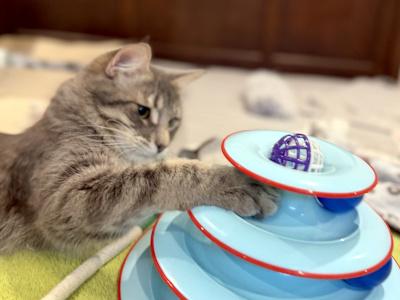 Shadow, an adopted Domestic Medium Hair in Mississauga, ON image 5/5