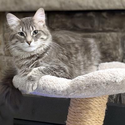 Shadow, an adopted Domestic Medium Hair in Mississauga, ON image 1/5