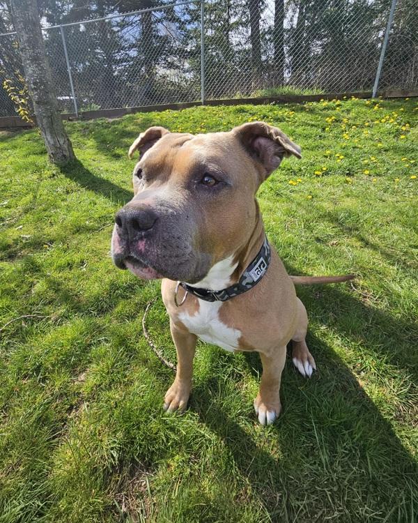Chevy, Adoptable, Adult Male Pit Bull Terrier.