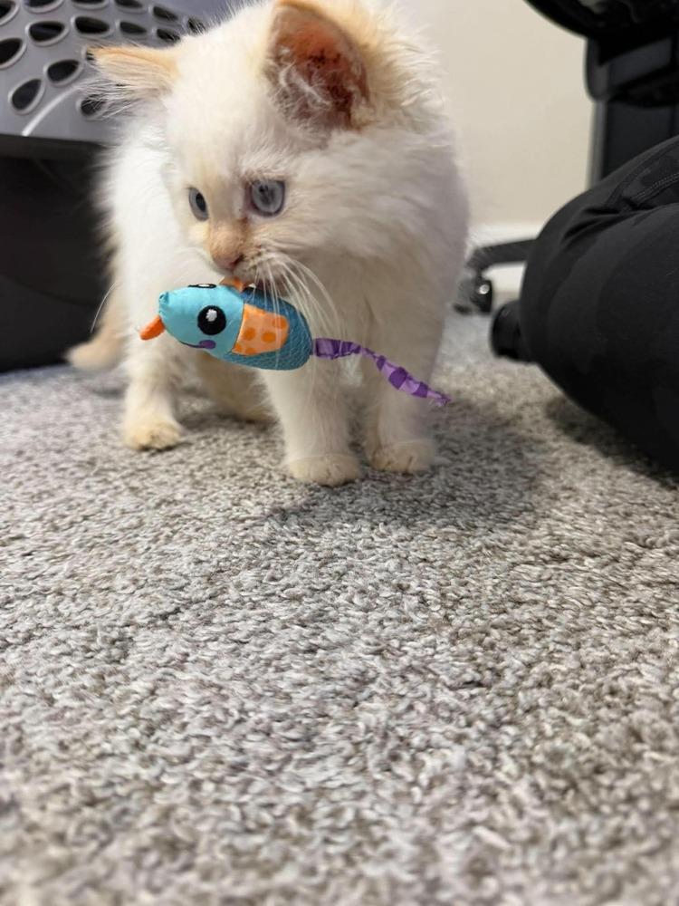 Frozen, Adoptable, Kitten Female Ragdoll & Siamese.