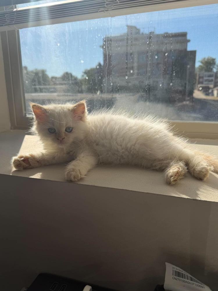 Enlarge Frozen, a Adoptable mixed breed in Chicago, IL image 5/6