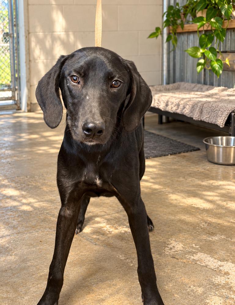 Enlarge Ringo - Beatles Pups, a Adoptable mixed breed in Lancaster, PA image 1/3