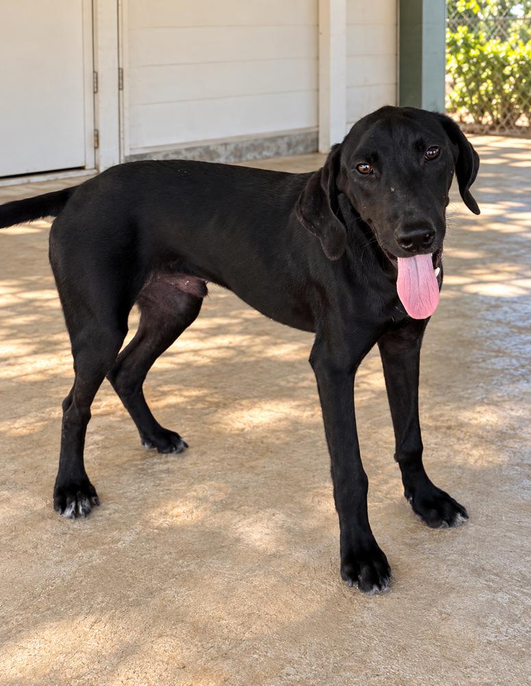 Enlarge Ringo - Beatles Pups, a Adoptable mixed breed in Lancaster, PA image 3/3