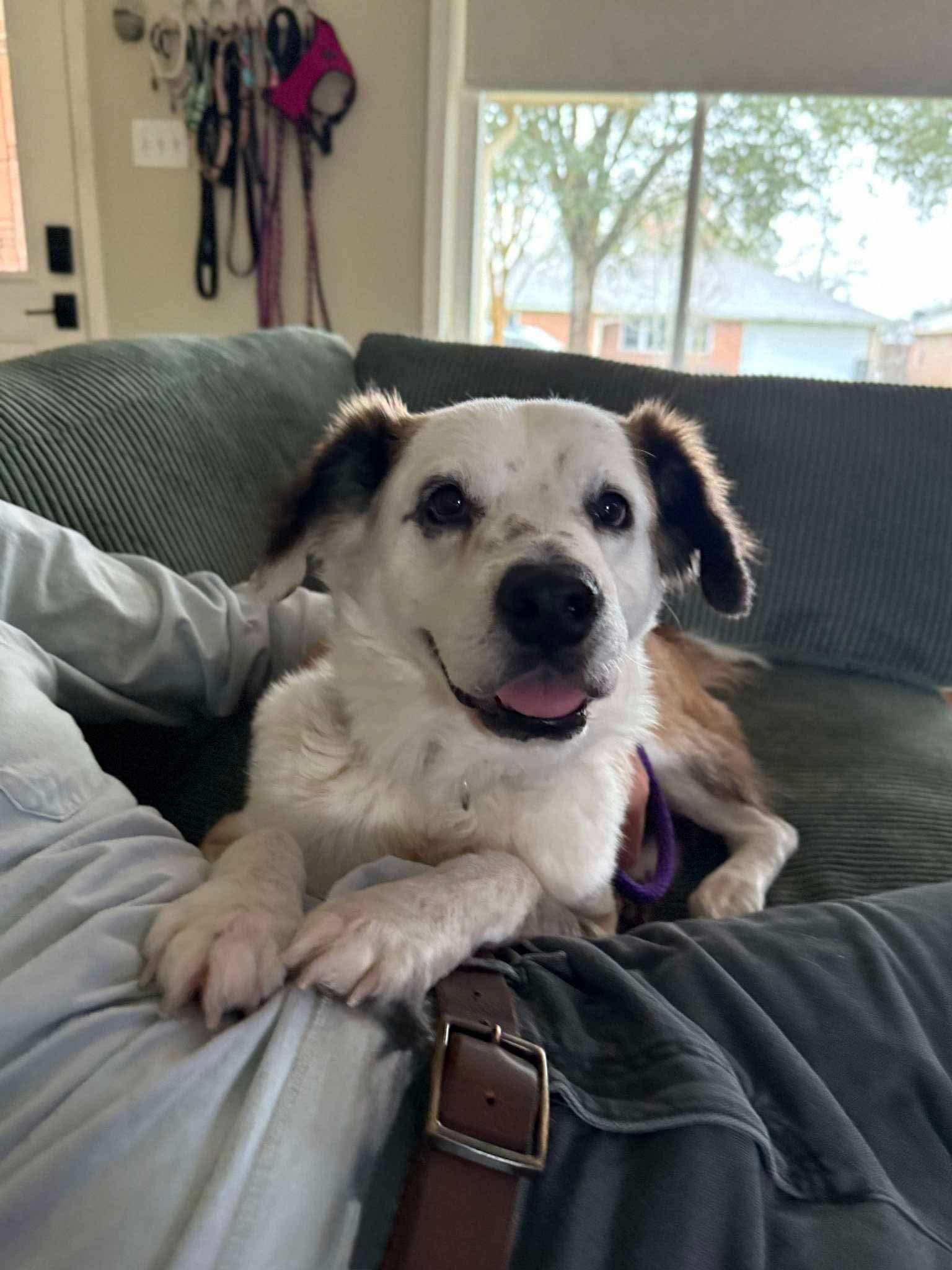Enlarge Panda, a Adoptable mixed breed in Houston, , TX image 2/5