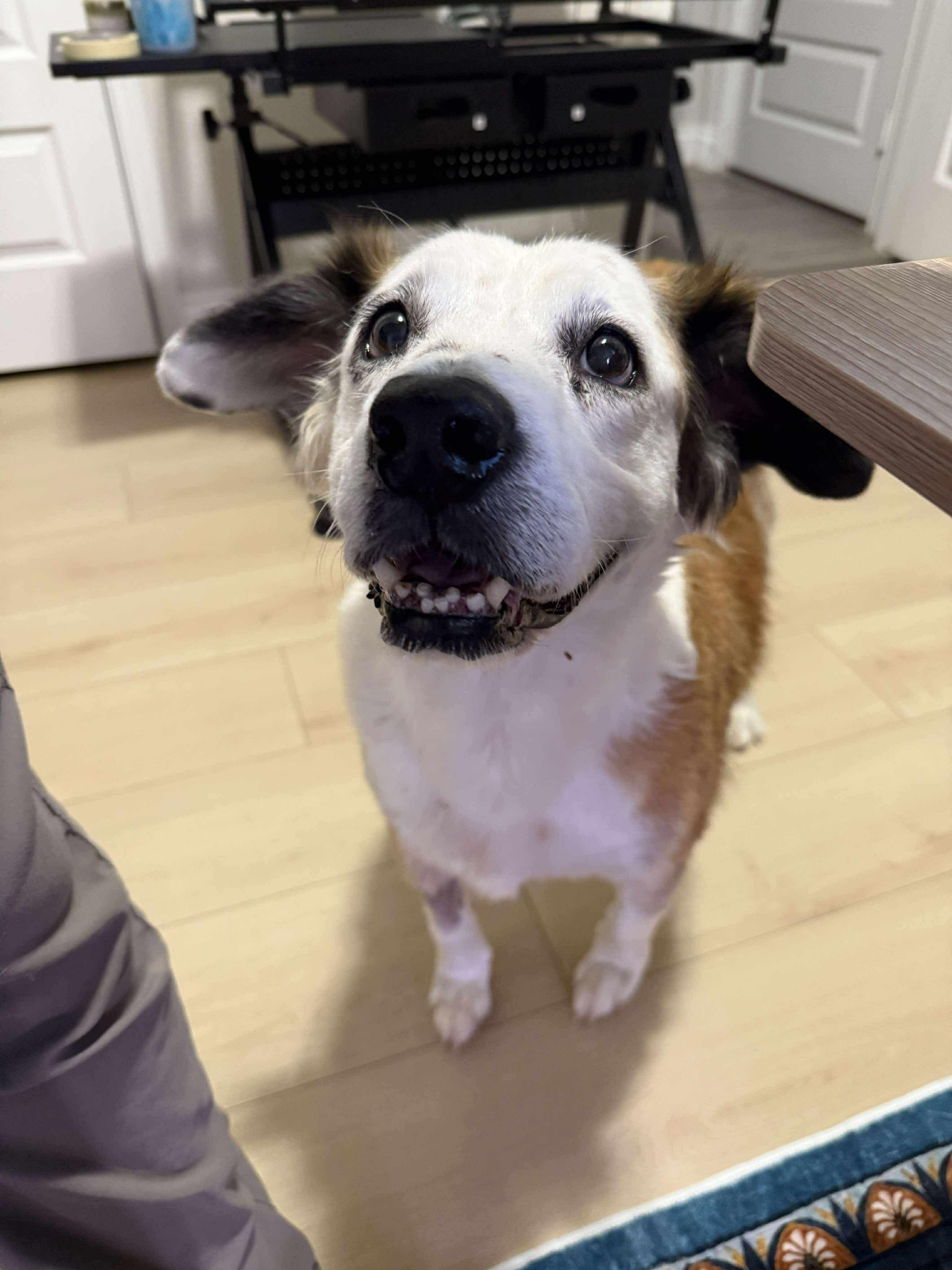 Enlarge Panda, a Adoptable mixed breed in Houston, , TX image 3/5