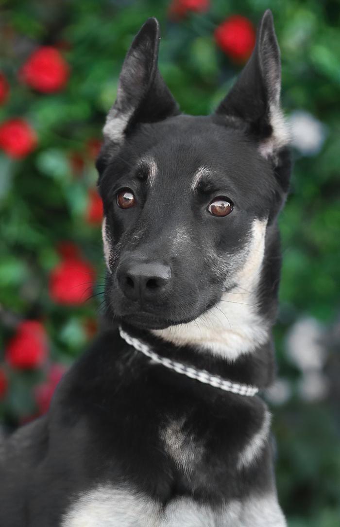 Enlarge Annabelle von Alzey, a ADOPTABLE mixed breed in Los Angeles, CA image 4/6