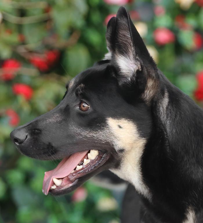 Enlarge Annabelle von Alzey, a ADOPTABLE mixed breed in Los Angeles, CA image 5/6