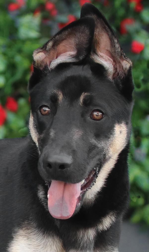 Enlarge Annabelle von Alzey, a ADOPTABLE mixed breed in Los Angeles, CA image 1/6