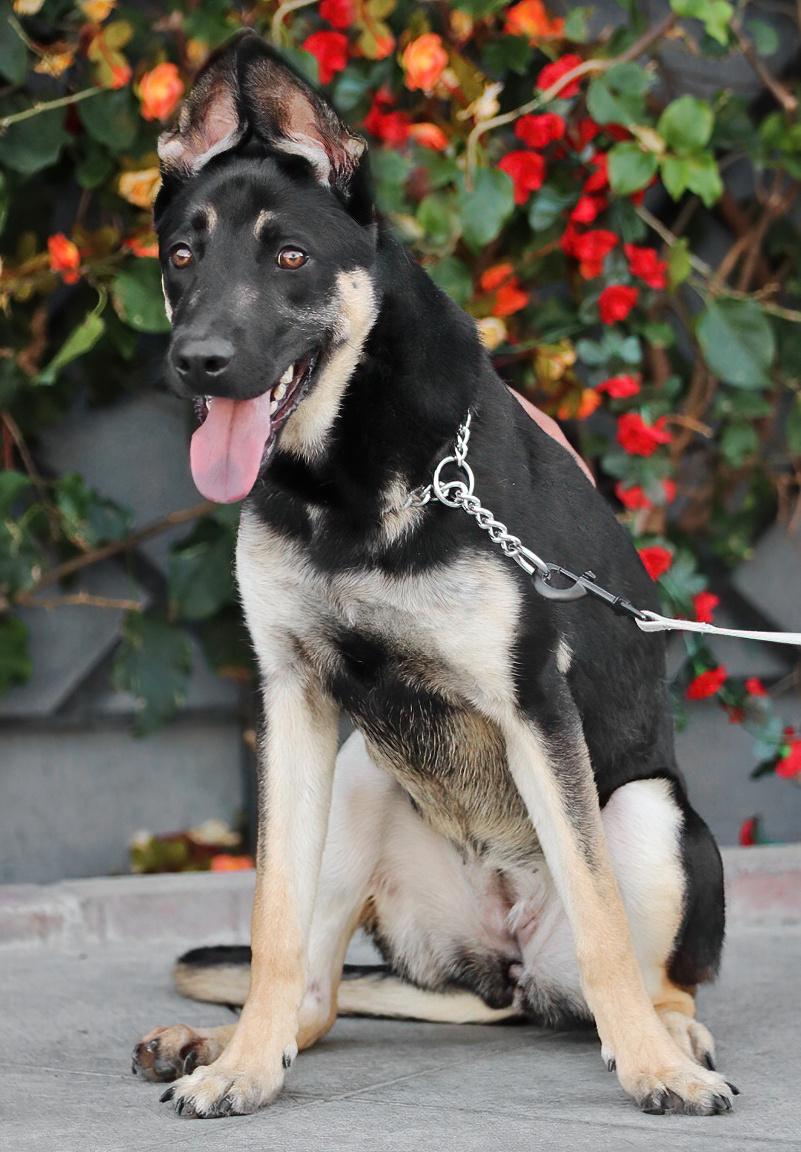 Enlarge Annabelle von Alzey, a ADOPTABLE mixed breed in Los Angeles, CA image 6/6