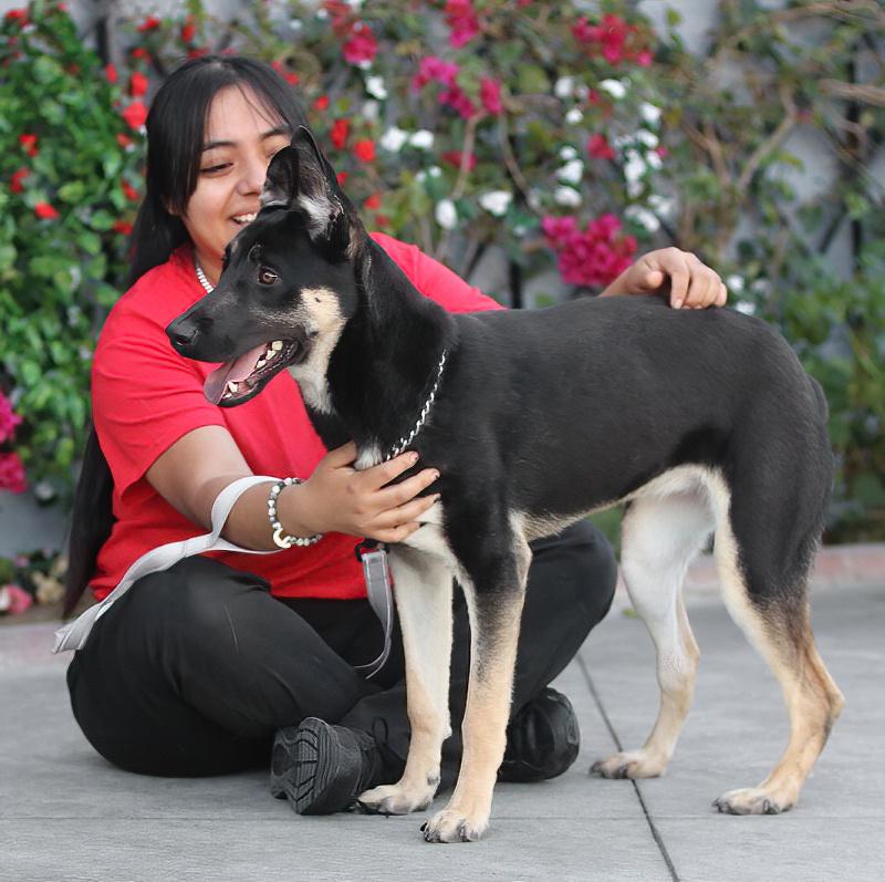 Enlarge Annabelle von Alzey, a ADOPTABLE mixed breed in Los Angeles, CA image 3/6