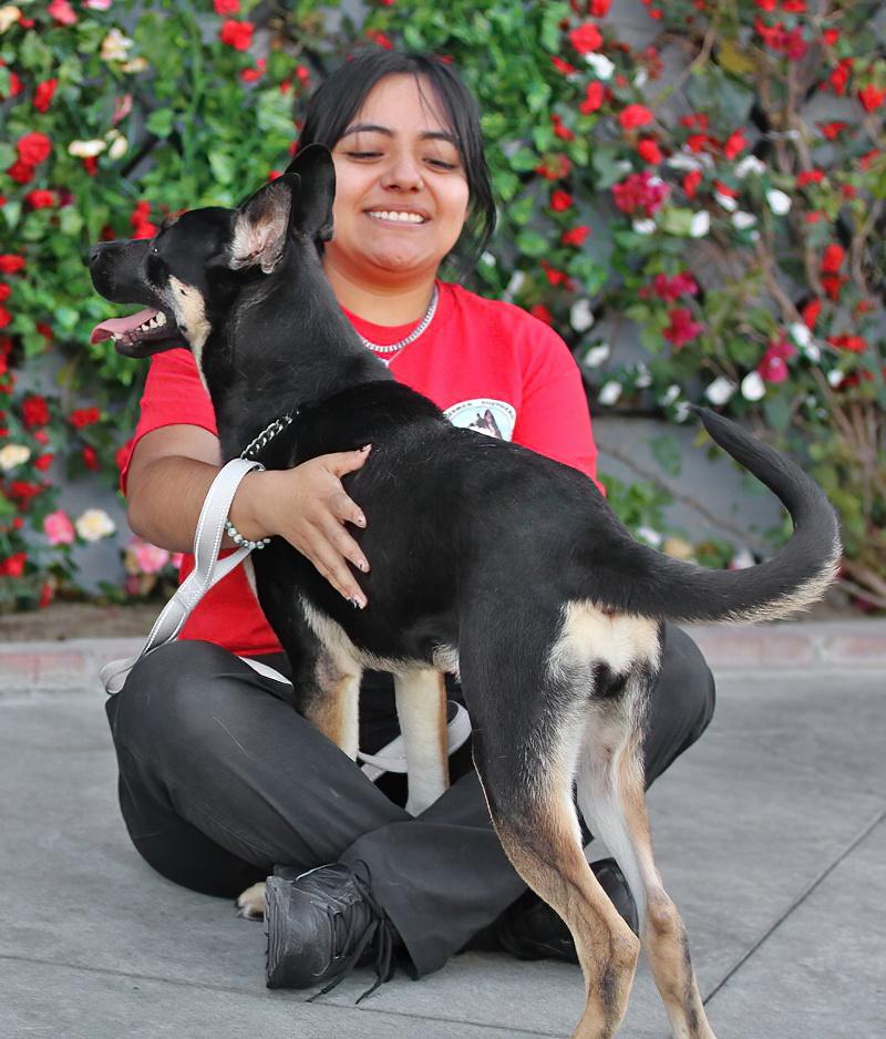 Enlarge Annabelle von Alzey, a ADOPTABLE mixed breed in Los Angeles, CA image 2/6