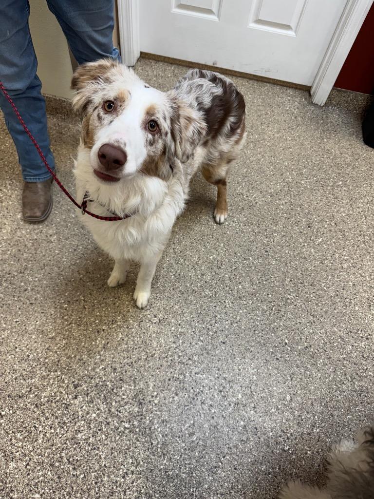 Skippy, Adoptable, Young Male Australian Shepherd.