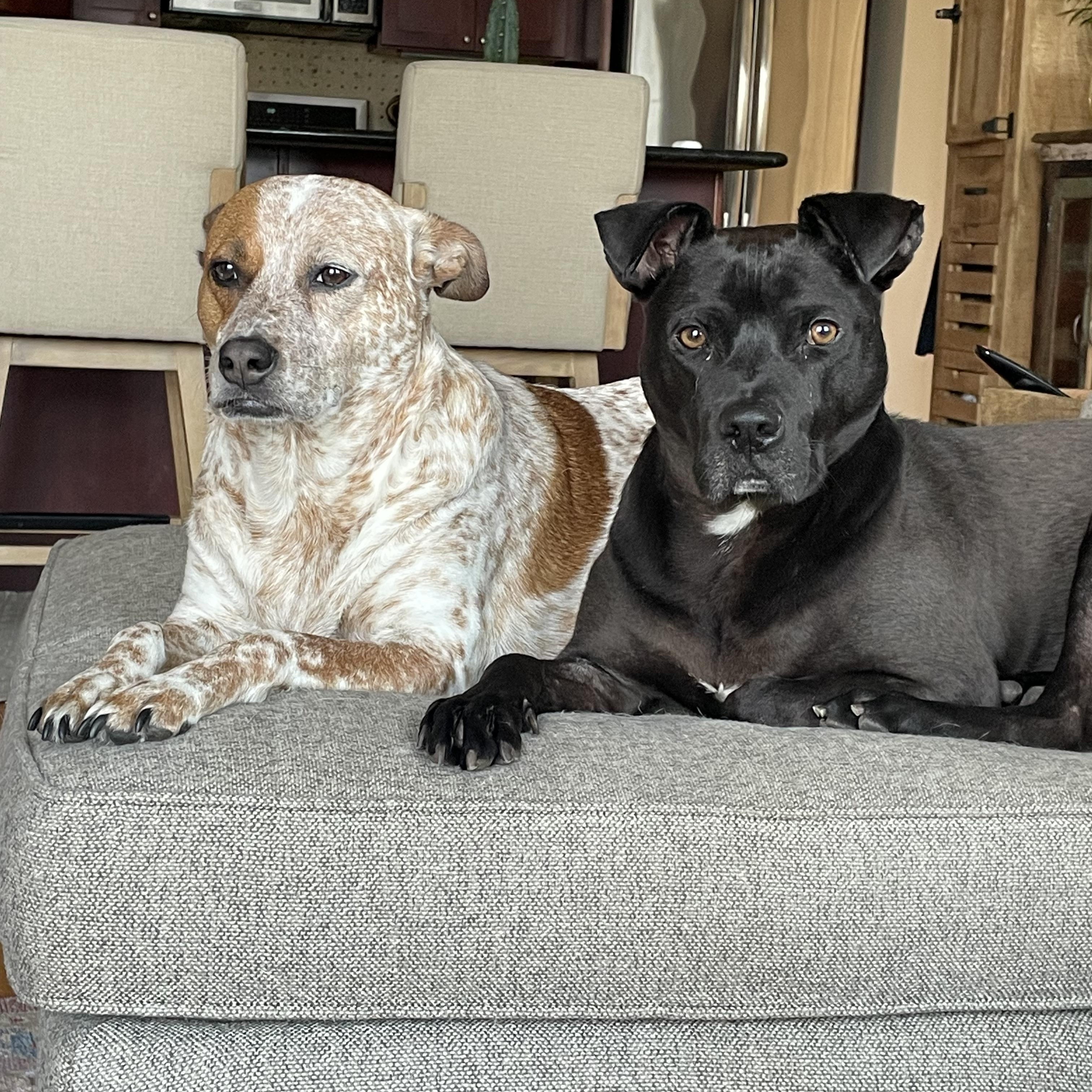 George, a Adoptable Pit Bull Terrier in Chicago, IL image 4/6