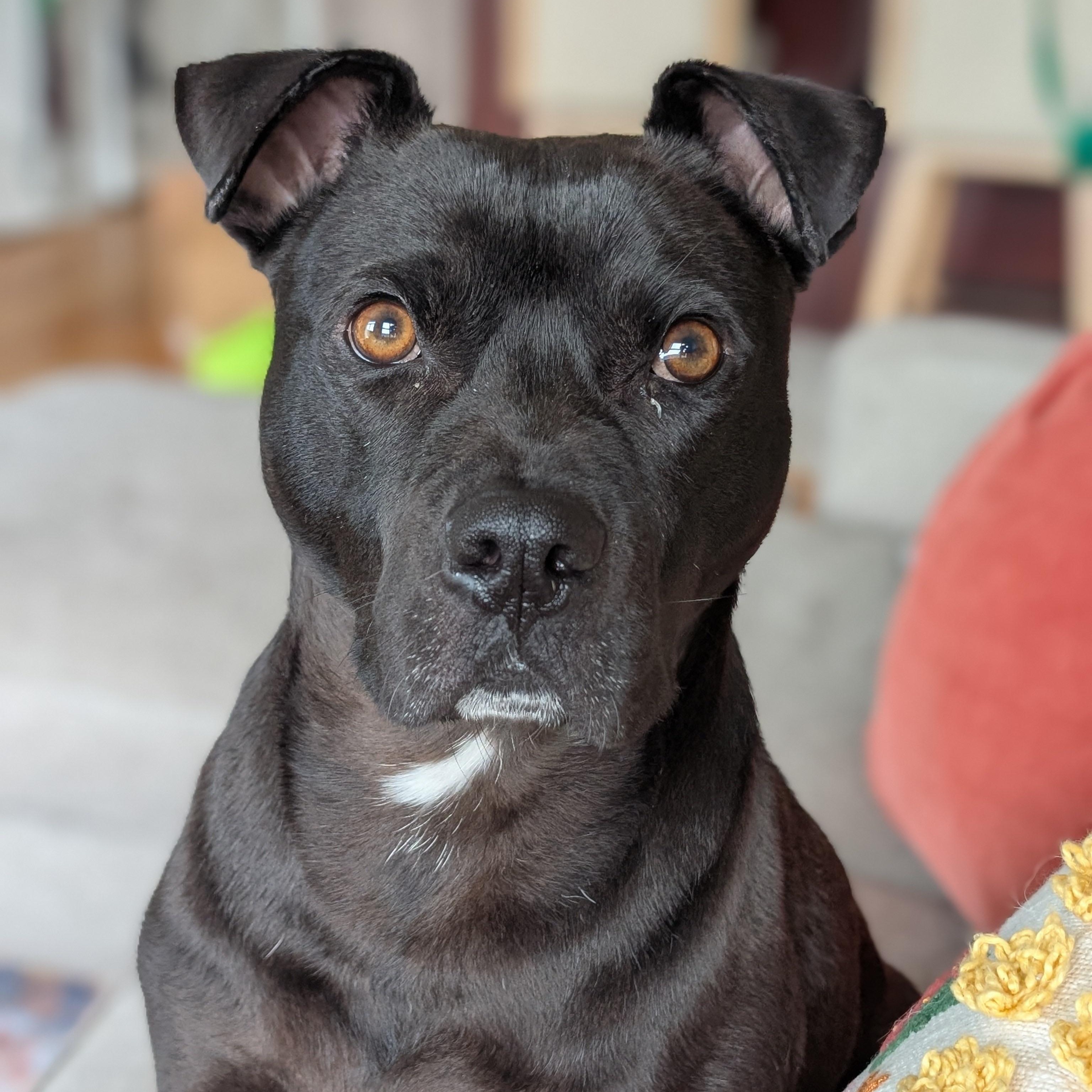George, a Adoptable Pit Bull Terrier in Chicago, IL image 6/6