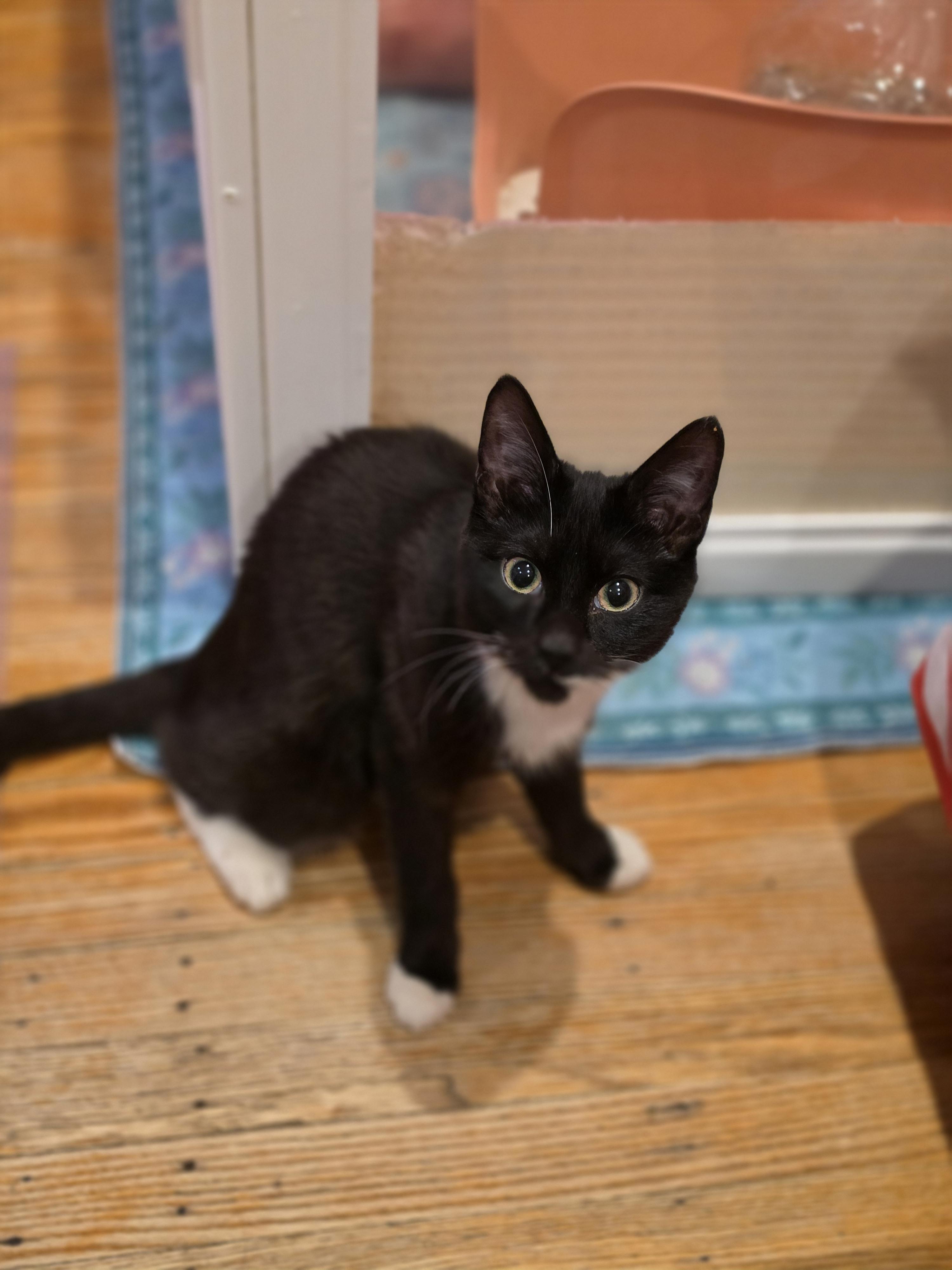 Flip, a ADOPTABLE Domestic Short Hair in Philadelphia, PA image 2/4