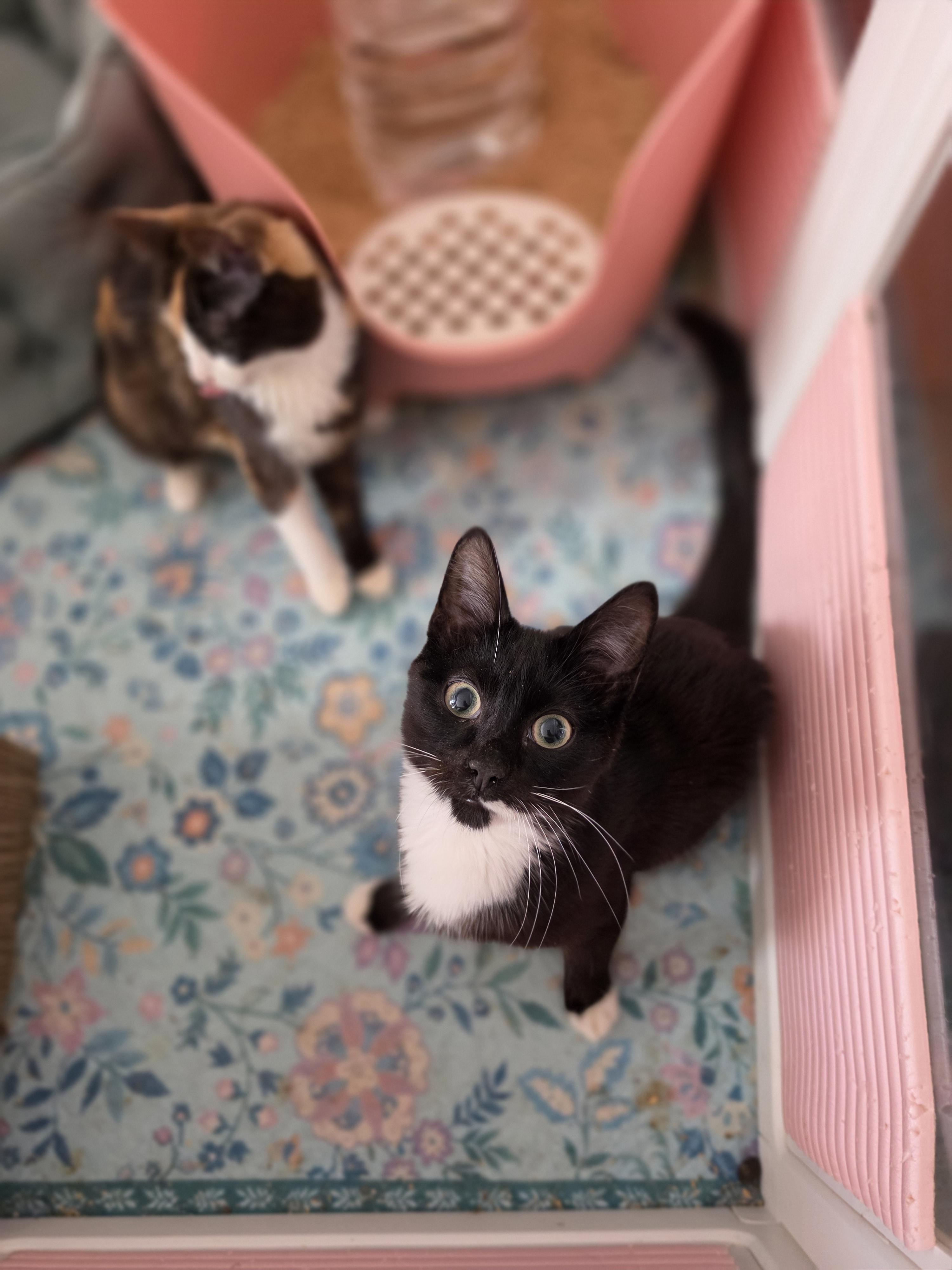 Flip, a ADOPTABLE Domestic Short Hair in Philadelphia, PA image 3/4
