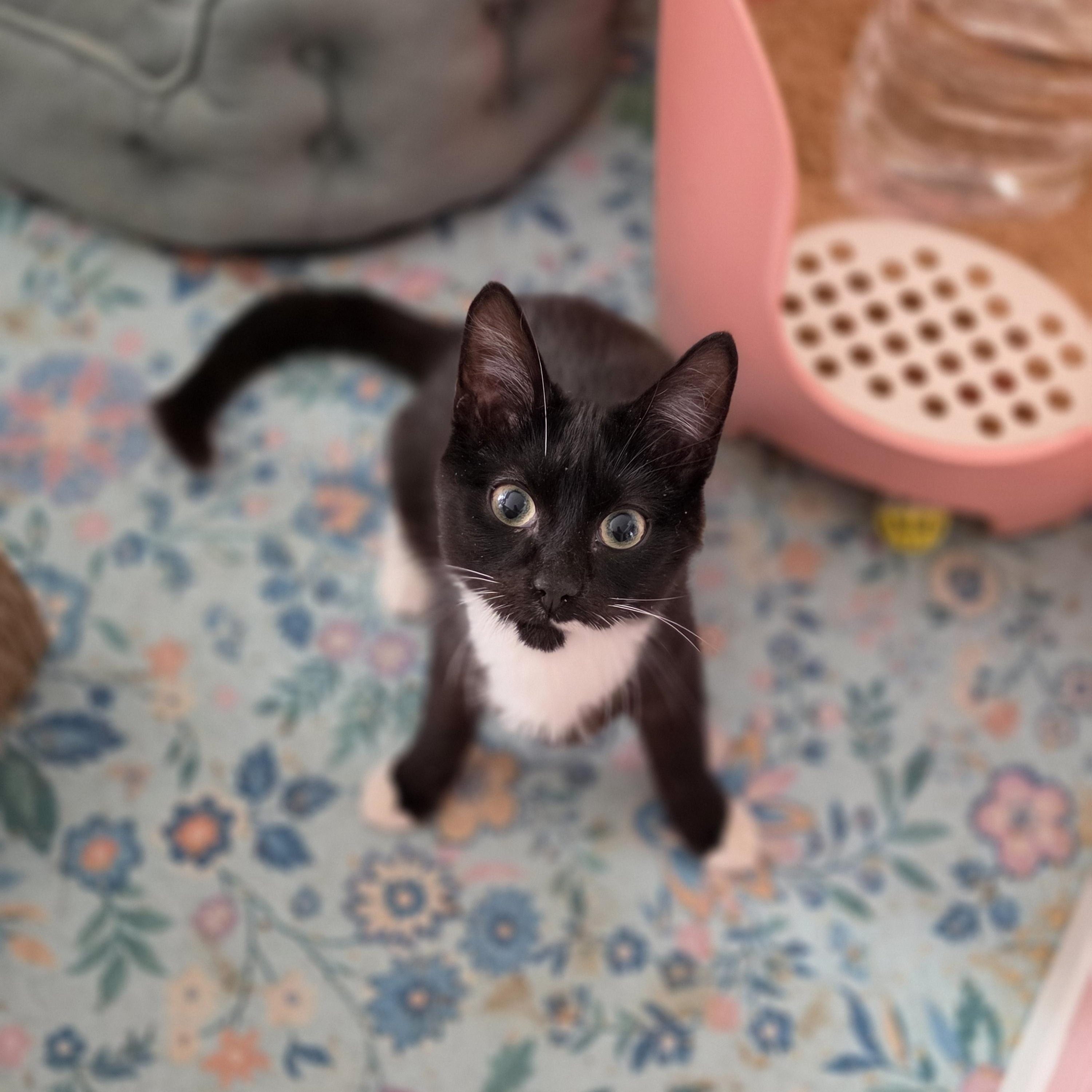 Flip, ADOPTABLE, Kitten Male Domestic Short Hair.