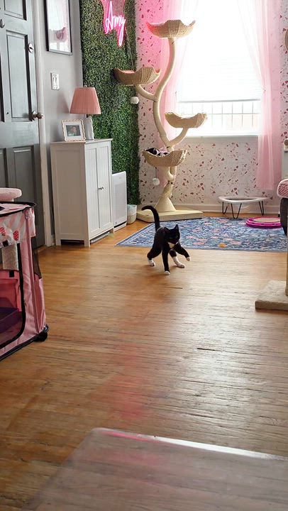 Enlarge Flip, a ADOPTABLE Domestic Short Hair in Philadelphia, PA video 4/4