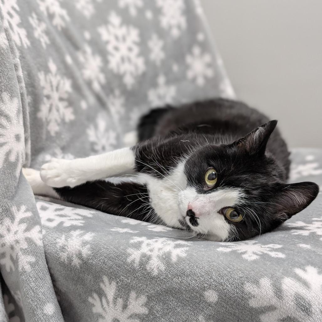 Nyla, Adoptable, Senior Female Domestic Short Hair.