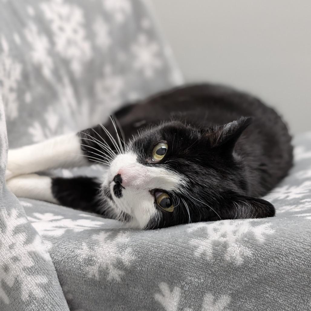 Enlarge Nyla, a Adoptable Domestic Short Hair in Brookfield, WI image 2/6