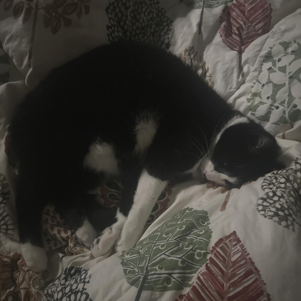 Enlarge Nyla, a Adoptable Domestic Short Hair in Brookfield, WI image 3/6