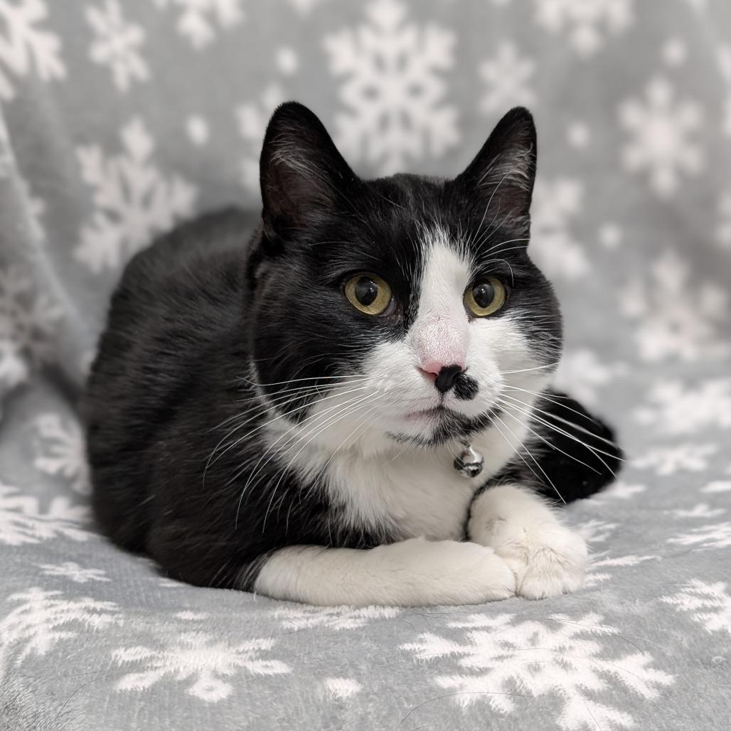 Enlarge Nyla, a Adoptable Domestic Short Hair in Brookfield, WI image 4/6