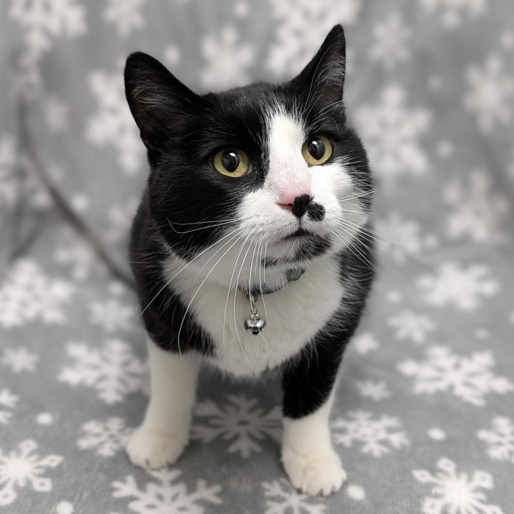 Enlarge Nyla, a Adoptable Domestic Short Hair in Brookfield, WI image 5/6