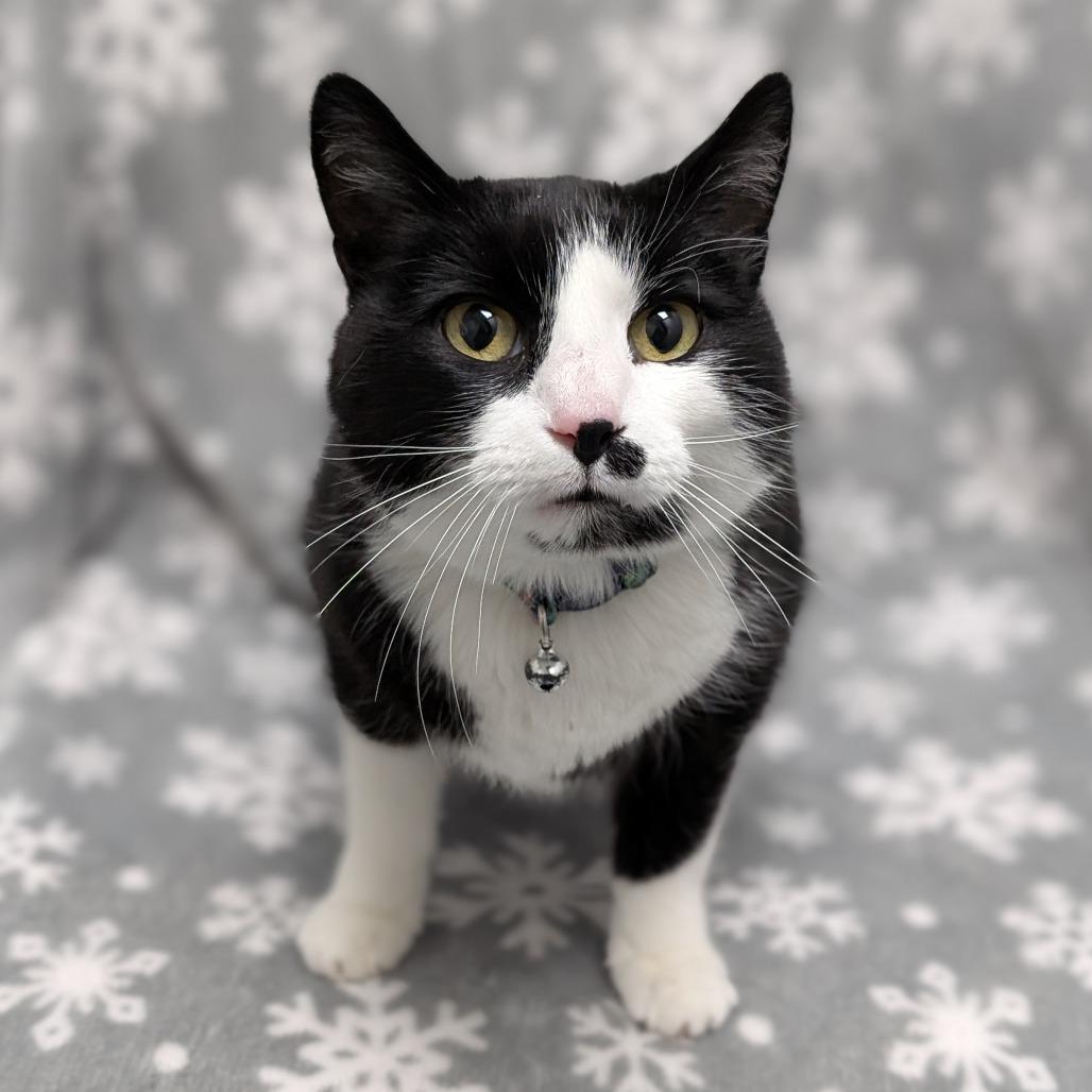 Enlarge Nyla, a Adoptable Domestic Short Hair in Brookfield, WI image 6/6