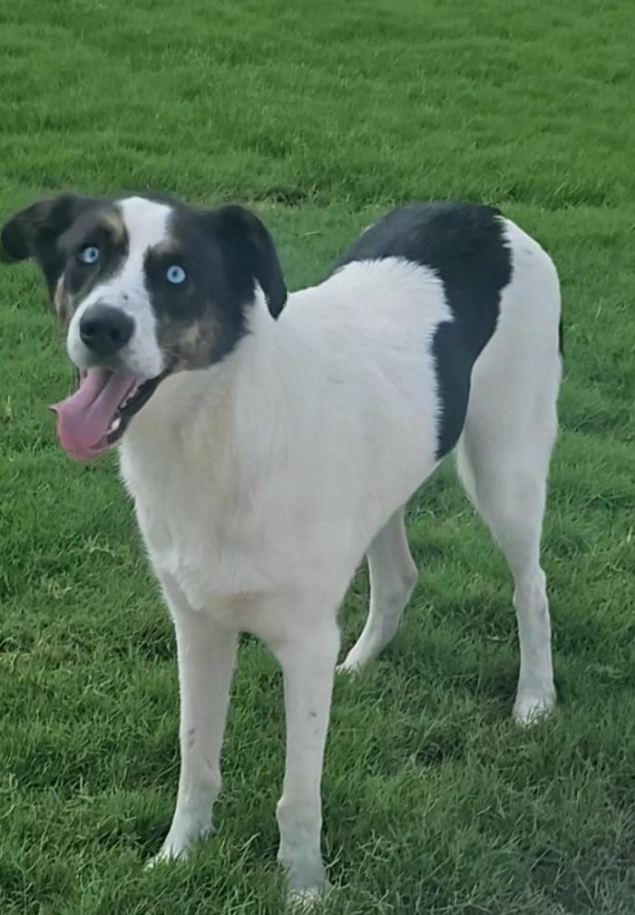 Beau, Adoptable, Adult Male Mixed Breed.