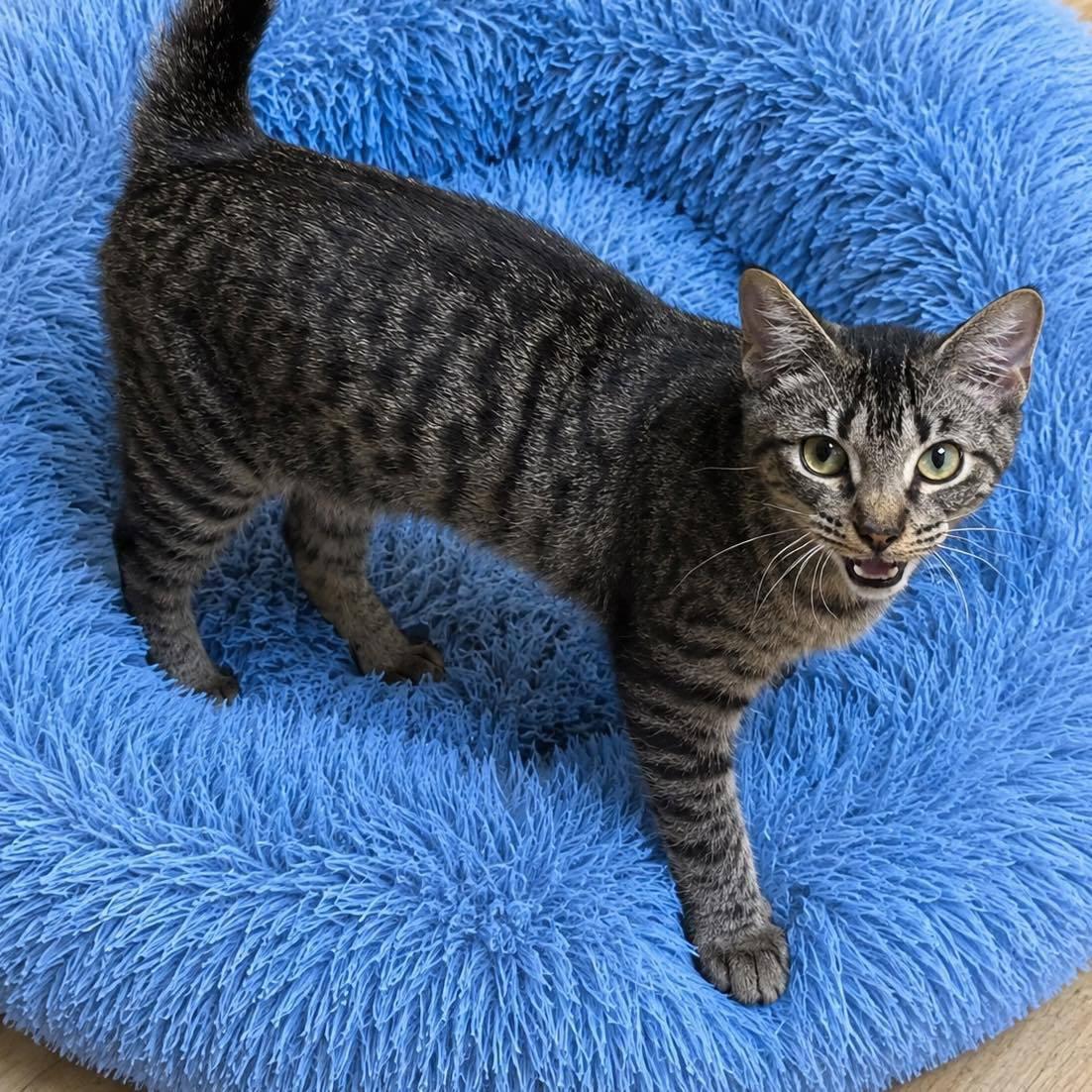Merlin, Adoptable, Kitten Male Domestic Short Hair.