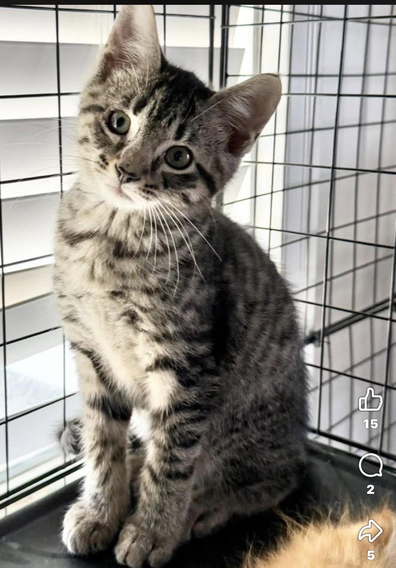Enlarge Merlin, a Adoptable Domestic Short Hair in Grand Bay, AL image 2/3