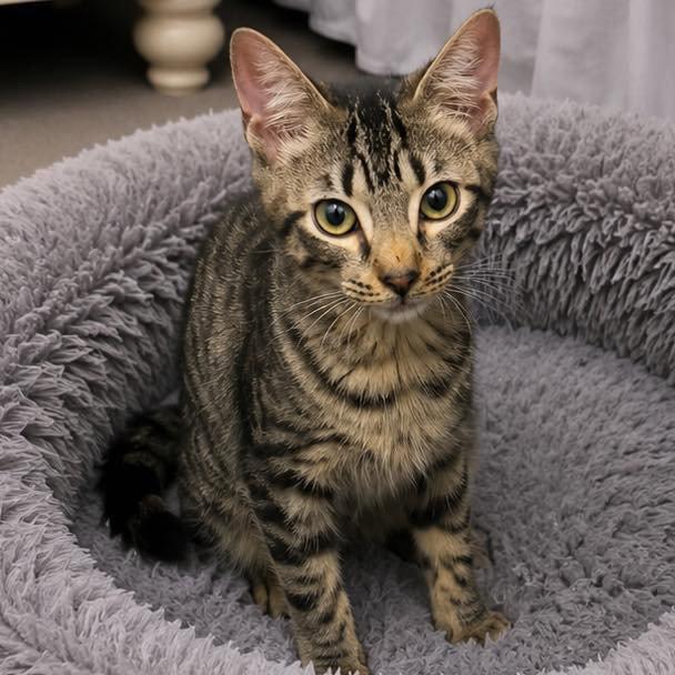 Enlarge Merlin, a Adoptable Domestic Short Hair in Grand Bay, AL image 3/3