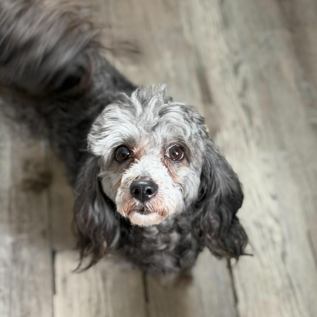 Kenzo Kai (Benefactor Dog)