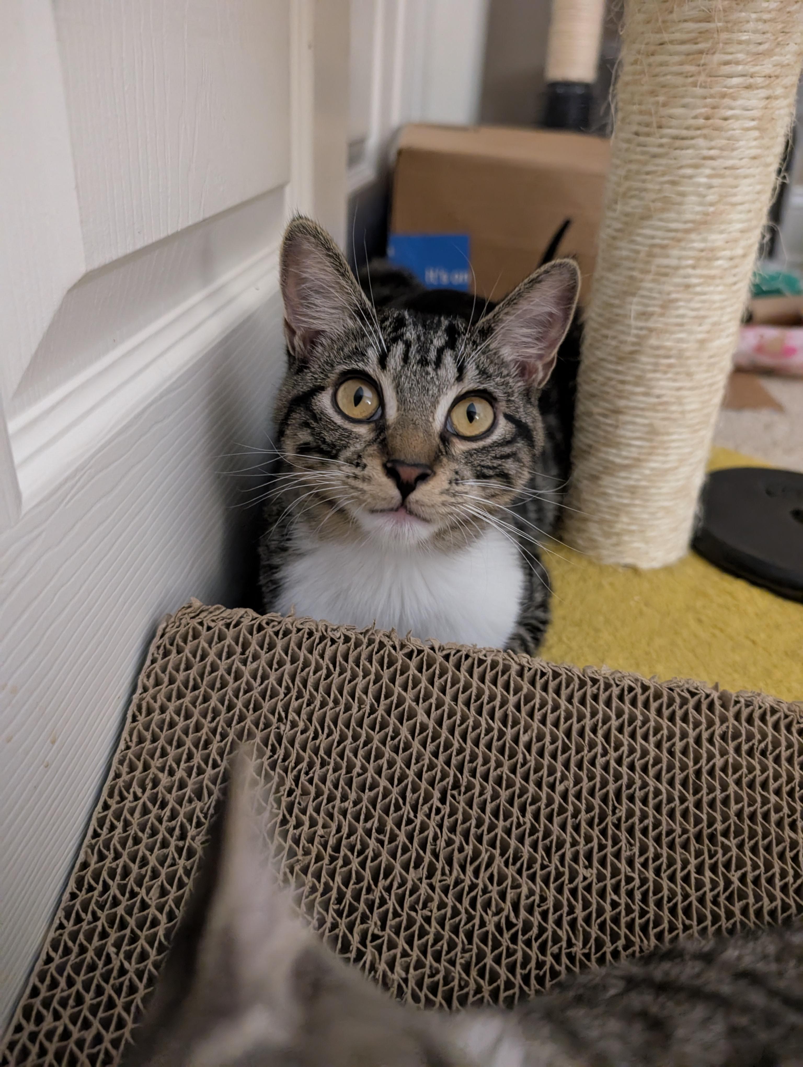 Enlarge Rachel, an adoptable Tabby in Frederick, MD image 5/5